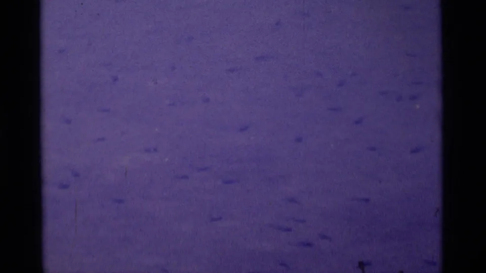 Final 1975 8mm frame from Minaret Wilderness showing faint tadpoles spread through purple-shifted pond water with visible film grain.