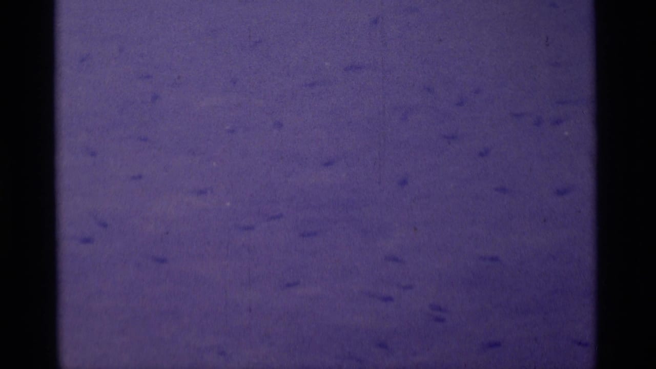 Purple-tinted 8mm frame with little visible subject detail, showing grain, dust, and exposure variation before the hiking scene appears.