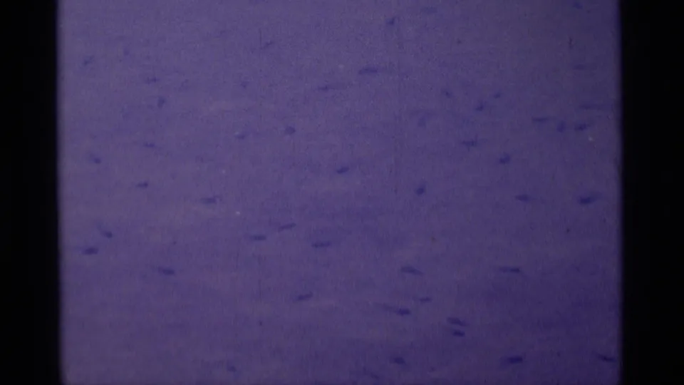 Purple-tinted 8mm frame with little visible subject detail, showing grain, dust, and exposure variation before the hiking scene appears.