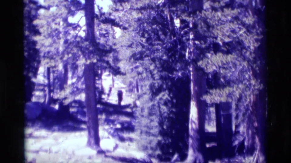 1975 8mm frame from Minaret Wilderness showing tall conifers, bright forest floor, and a small rustic wooden structure under blue-purple tinting.