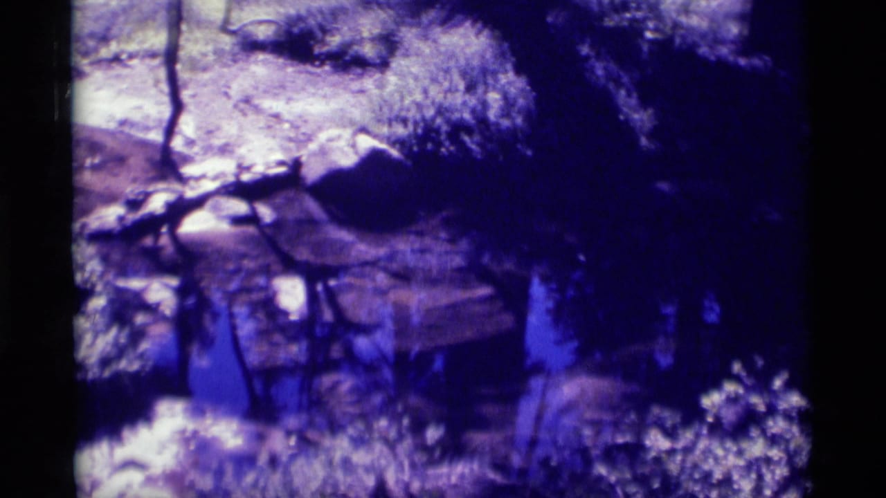 Soft 8mm frame of a snowy Minaret Wilderness forest interior with rocks, brush, bare trunks, and deep blue shadows.