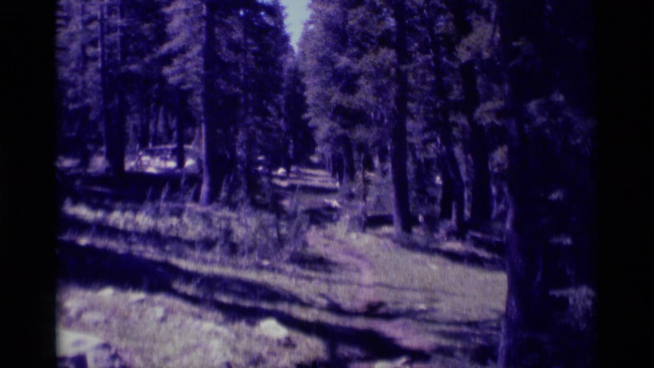 Handheld 8mm view of a narrow forest trail in Minaret Wilderness, passing through tall conifers and broken sunlight.