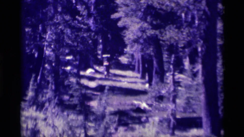 8mm home-movie frame of the Minaret Wilderness forest trail, showing trunks, fallen wood, and dappled light.