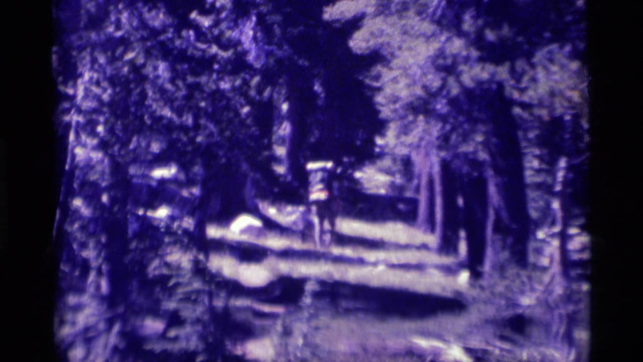 A distant person walks on a wooded path among tall trees.