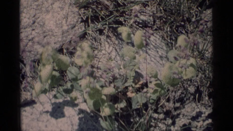 Close 8mm view of alpine plants and small wildflowers in rocky soil, tied by metadata to Minaret Wilderness.