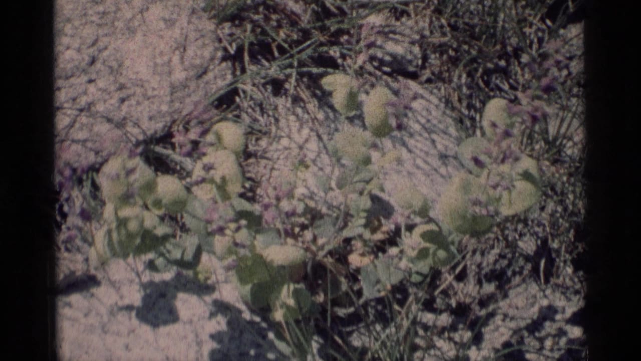 Close-up of green plants and small purple flowers growing in rocky soil.