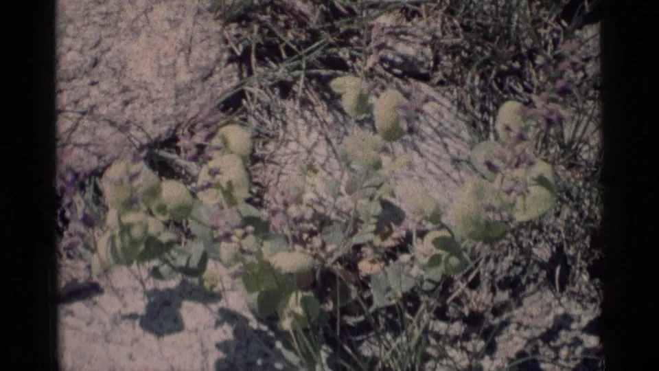 1975 8mm frame from Minaret Wilderness showing low green plants and small purple flowers among dry rocks and grasses.
