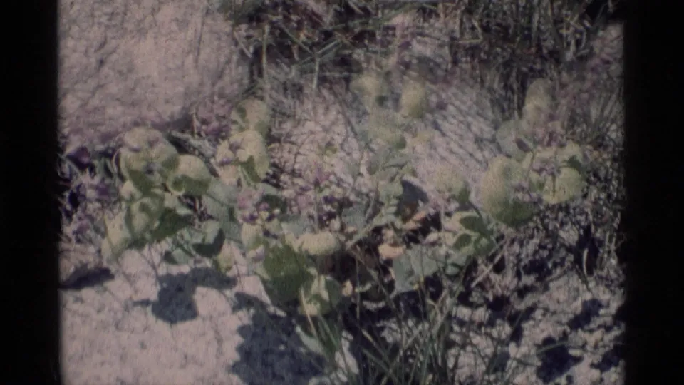 Close 8mm view of plants, purple blossoms, dry soil, and surrounding grasses in the Minaret Wilderness area.