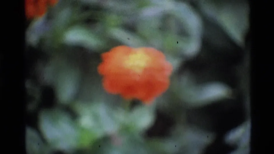1969 London 8mm frame showing a soft-focus orange flower surrounded by green park foliage.