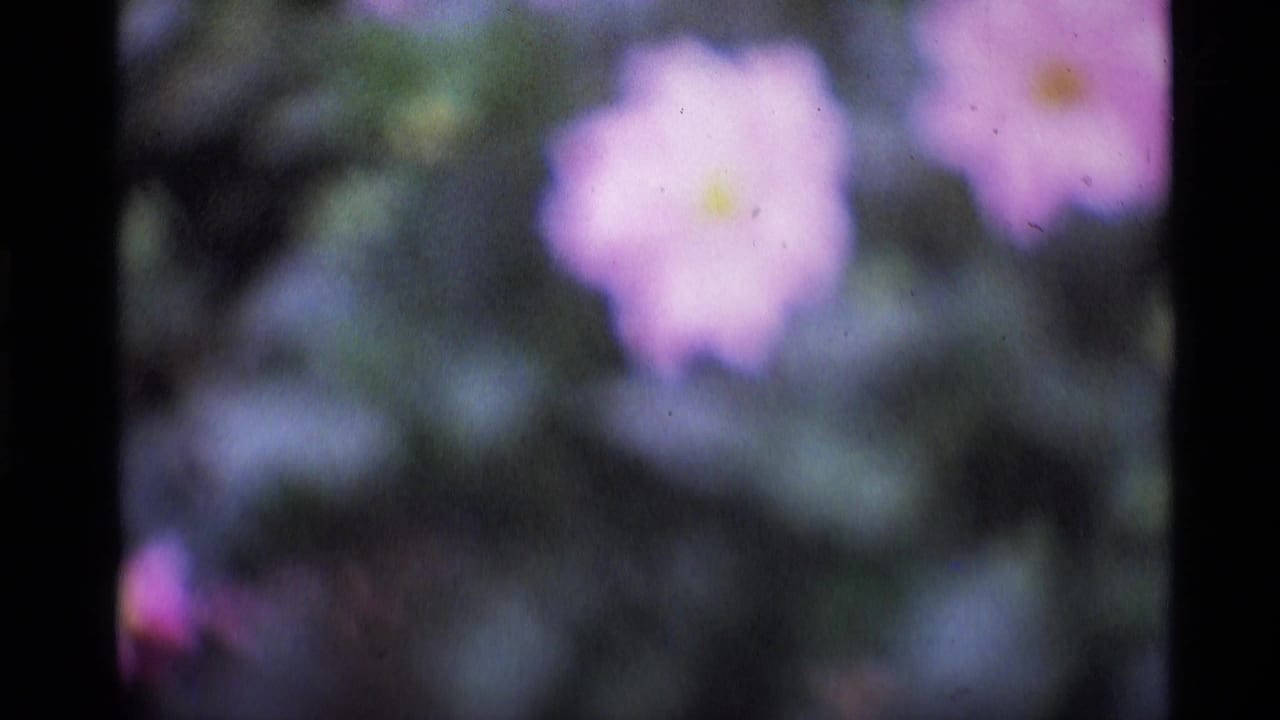1969 London home-movie frame with a pink flower blurred against dark green garden foliage.