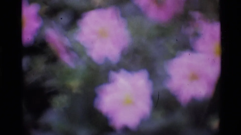 1969 London 8mm frame showing multiple soft pink blossoms with yellow centers in park greenery.