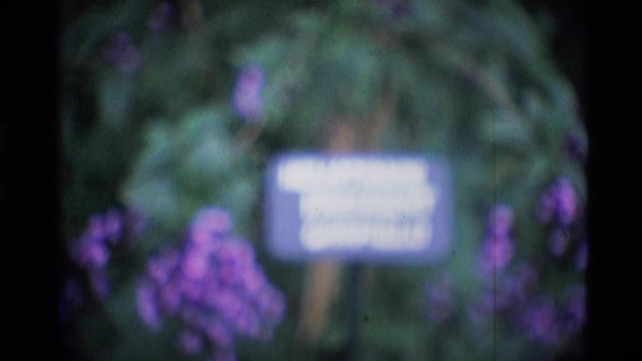 Soft 1969 London garden view with a small painted sign partly readable among purple flowers and leaves.