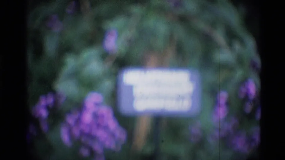 Soft 1969 London garden view with a small painted sign partly readable among purple flowers and leaves.