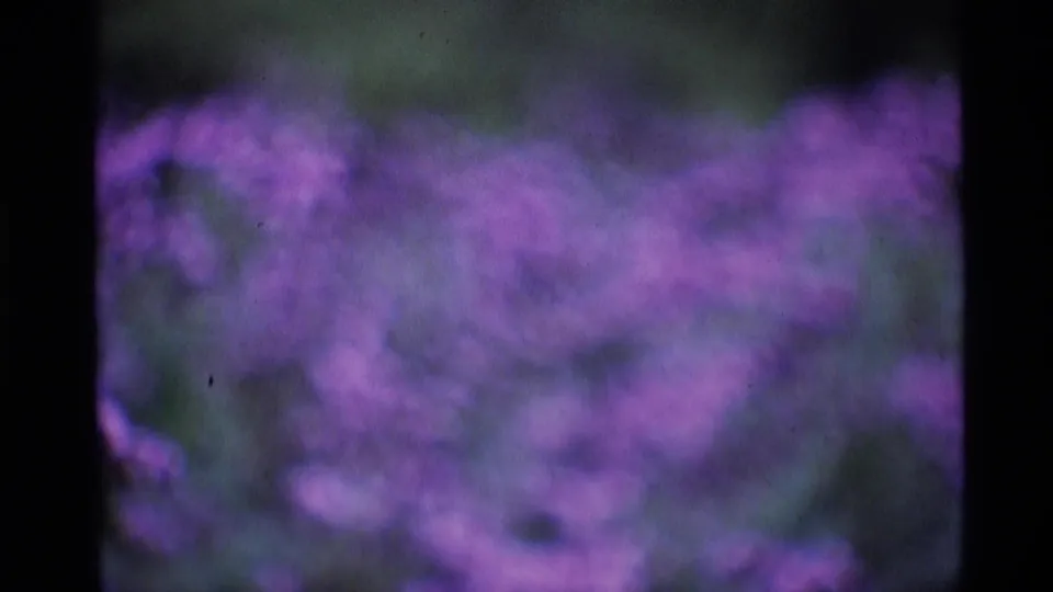 Blurred 8mm close view of purple garden flowers, with soft green background and visible film texture.
