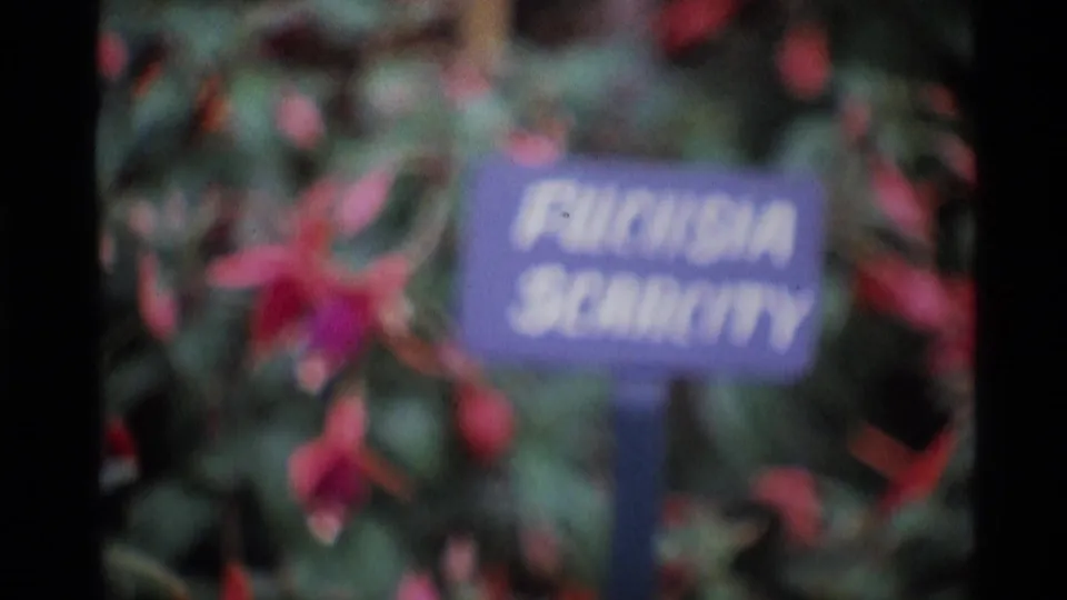 1969 London garden frame with a readable Fuchsia Serratifolia sign surrounded by red flowers and green foliage.