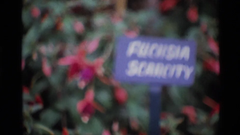 1969 London 8mm frame showing red fuchsia flowers and a purple plant label amid dense garden foliage.