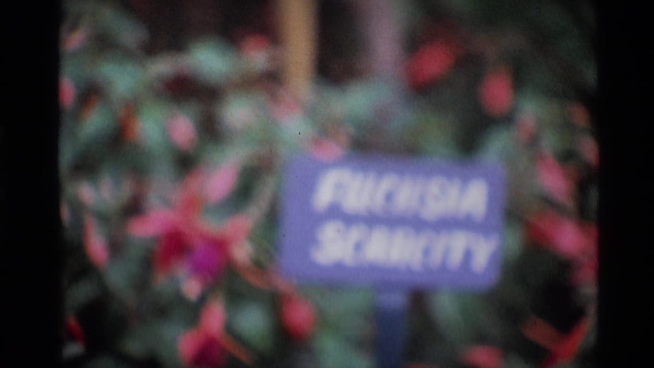 Soft 8mm garden view in London, 1969, with a purple Fuchsia Scarletty label set among red blooms and foliage.