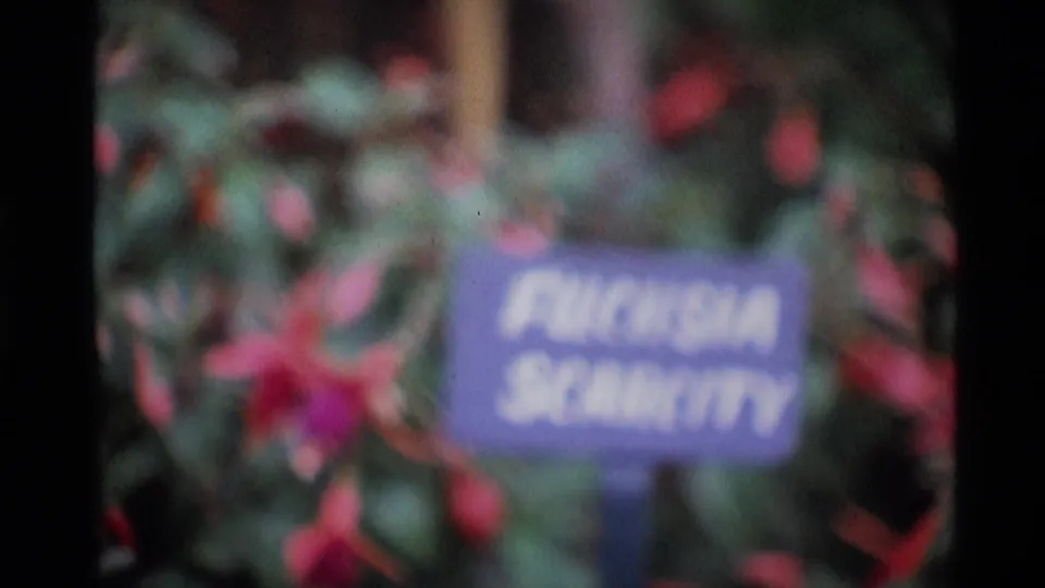 Soft 8mm garden view in London, 1969, with a purple Fuchsia Scarletty label set among red blooms and foliage.
