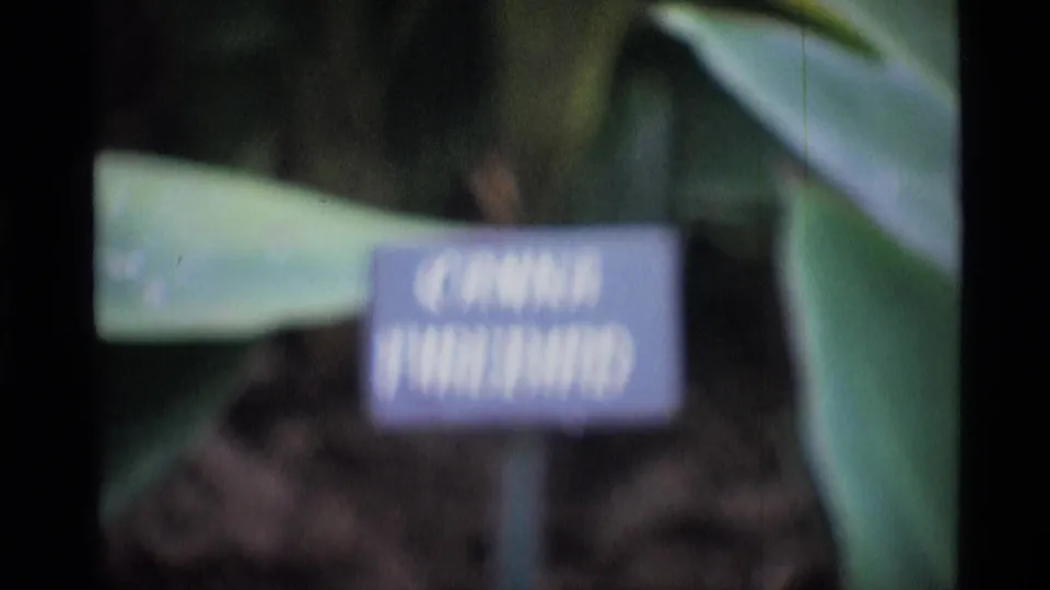 1969 London garden frame with a purple canna label near broad leaves, filmed in soft-focus 8mm color.