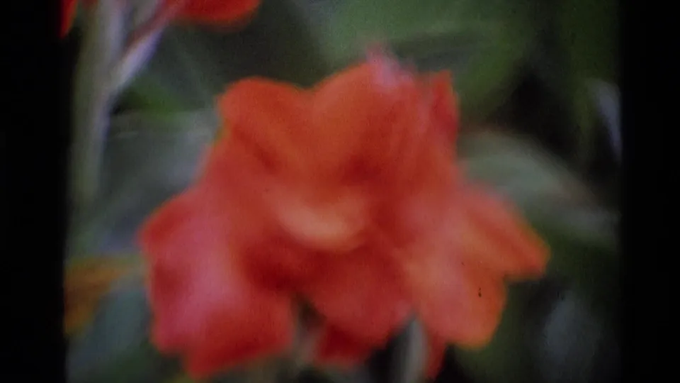 Close 8mm view of a large orange bloom in a London garden, with surrounding leaves softened by focus and grain.