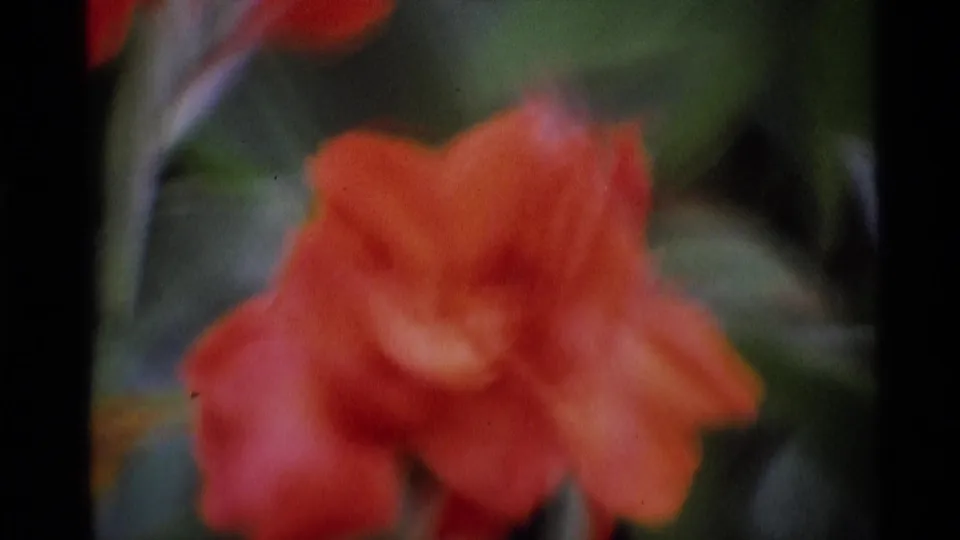 1969 8mm London home-movie frame showing a soft-focus red flower against dark garden foliage.