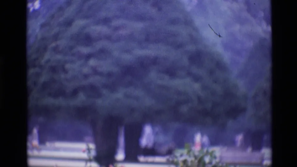 Blurred 8mm view in a London cemetery, with a large evergreen tree, lawn, pale boundary lines, monuments, and distant visitors.