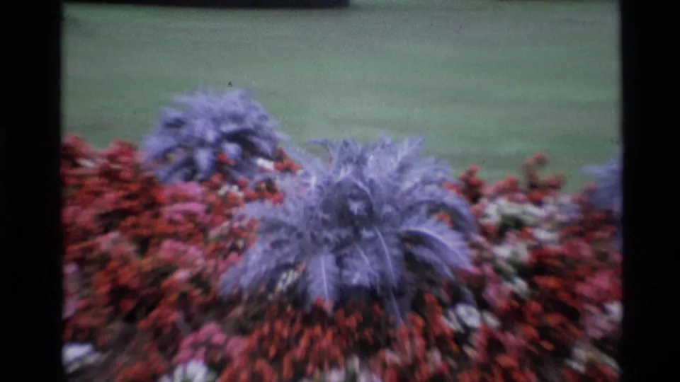 Close 1969 London 8mm detail of cemetery planting, with red flowerbeds, purple feathery blooms, and green lawn behind.
