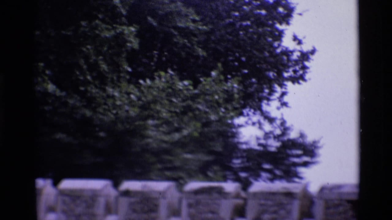 Leafy tree canopy above a pale sky and a low stone wall.