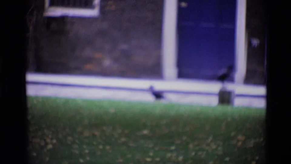 1969 London yard view with two birds on the grass before a brick residential facade and blue front door.