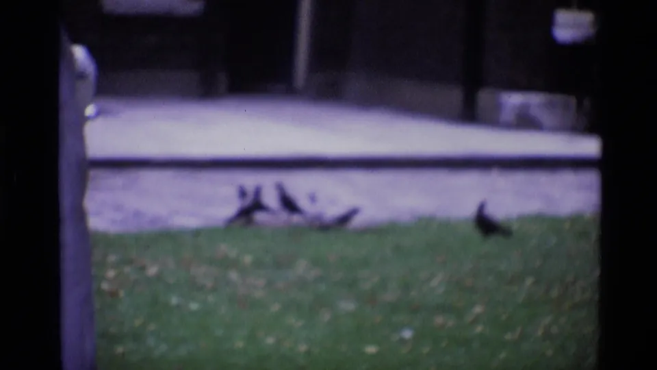 1969 London 8mm frame showing pigeons on a lawn, a paved path, blue doors in back, and a partial adult leg at left.