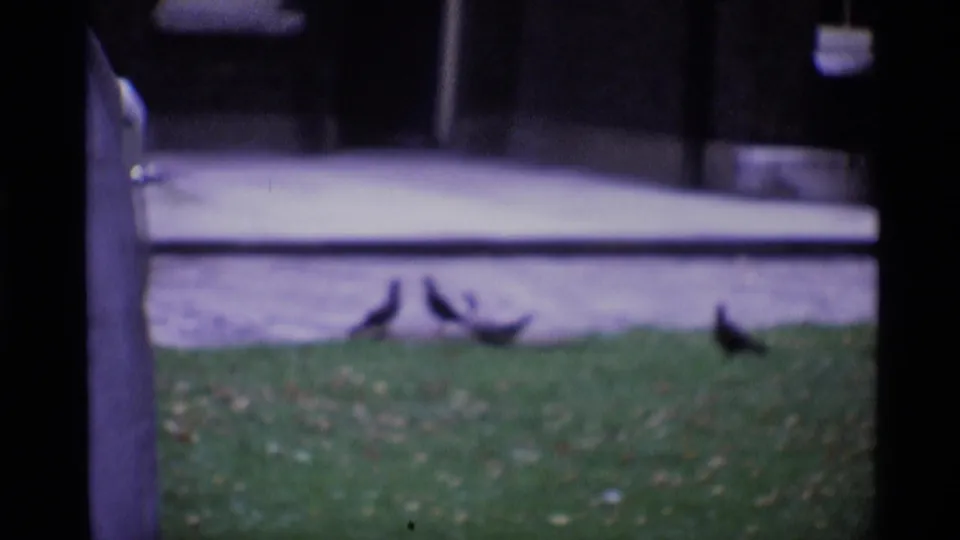 Soft 1969 London frame with pigeons spread across grass, a sidewalk behind them, blue doors, and a central dark tree trunk.