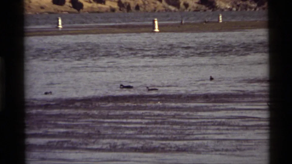 1972 Holland Lake frame with multiple ducks on rippled water, distant sandy bank, and small white buoys in view.