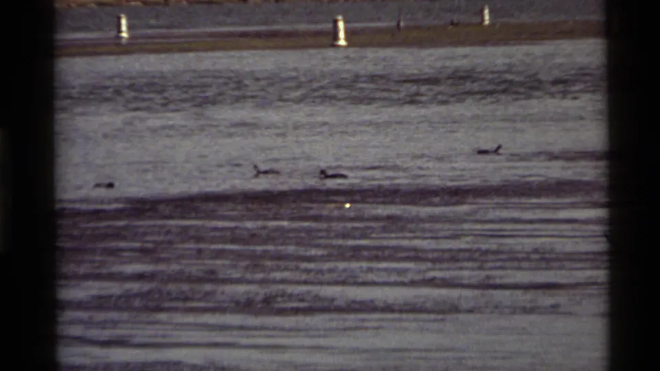 A 1972 Montana lake frame shows ducks spread across the water, with pale shoreline and buoy markers in the distance.
