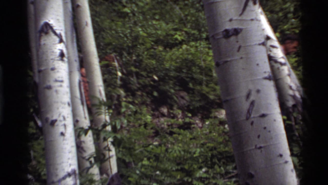 1972 Holland Lake, Montana 8mm frame with a backpacked hiker moving behind aspen trunks in dense green woods.