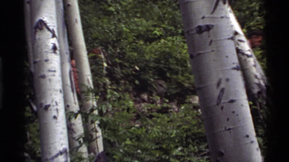 1972 Holland Lake, Montana 8mm frame with a backpacked hiker moving behind aspen trunks in dense green woods.