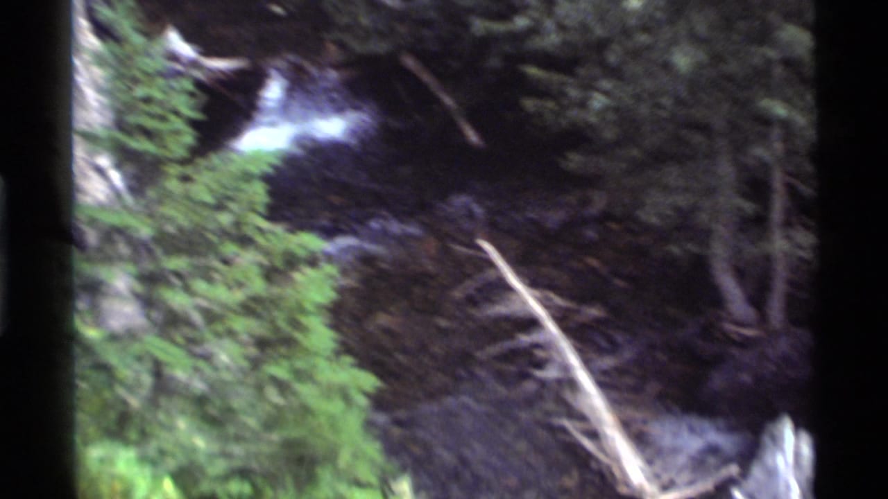Forest stream with dark rocks, evergreen branches, and blurred white water.