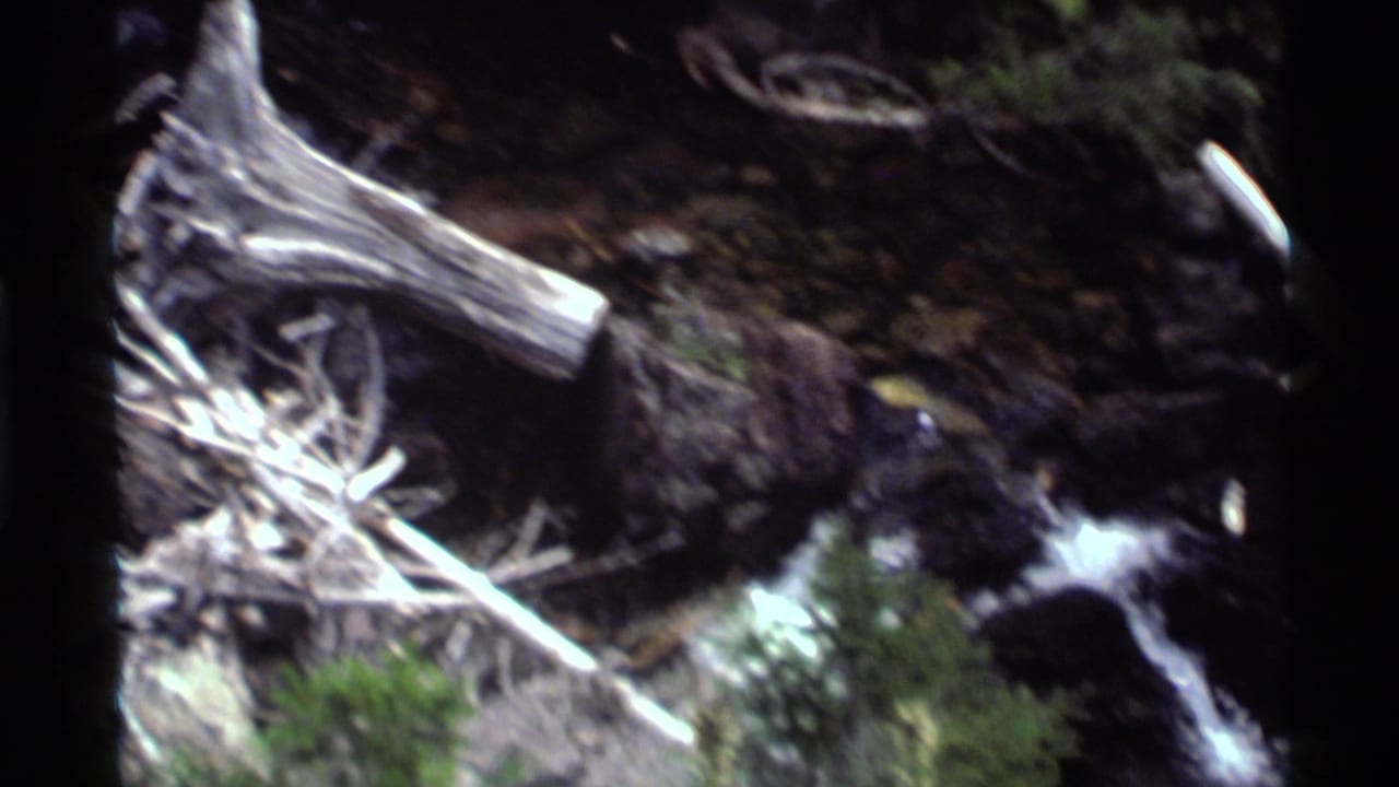 Fallen pale log and exposed roots beside fast water in a wooded streambed.