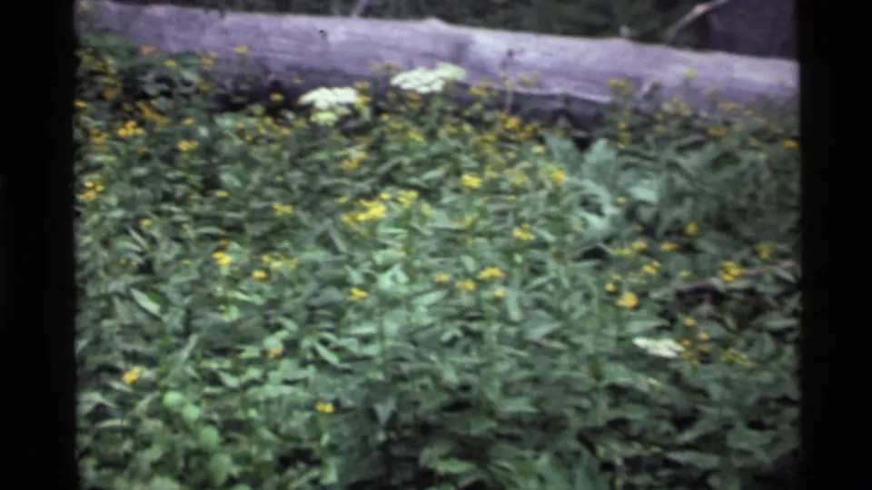 Low green foliage and scattered yellow wildflowers appear beneath a fallen log in the Holland Lake woodland setting.