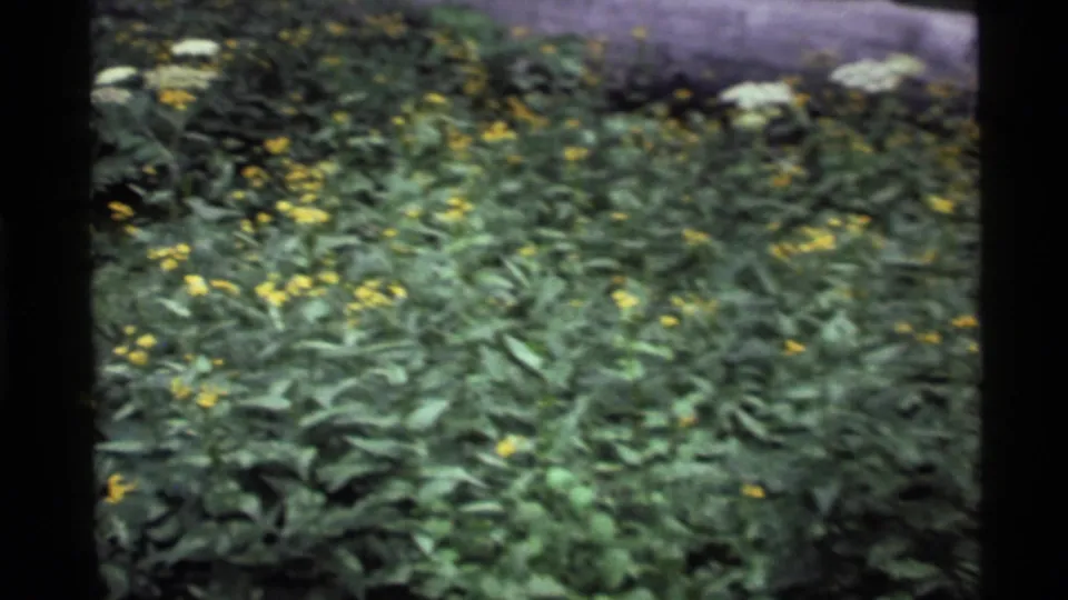 Dense spring understory fills the 8mm frame, with yellow wildflowers and soft motion blur from handheld filming.