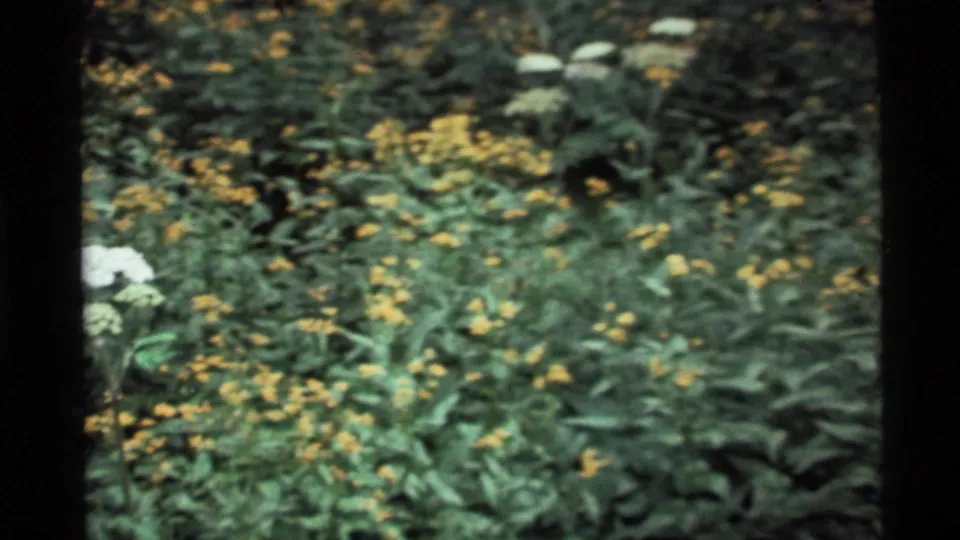 Yellow wildflowers and leafy green plants cover the forest floor in a soft, grainy 1972 Holland Lake nature shot.