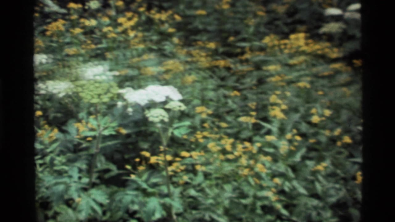 1972 Holland Lake, Montana 8mm frame showing white wildflower clusters among yellow blooms and thick green leaves.
