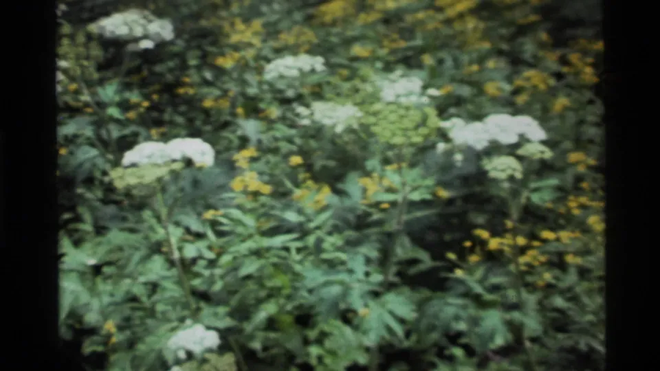 1972 Holland Lake, Montana 8mm frame with pale white flower heads standing above dense green and yellow wildflower growth.