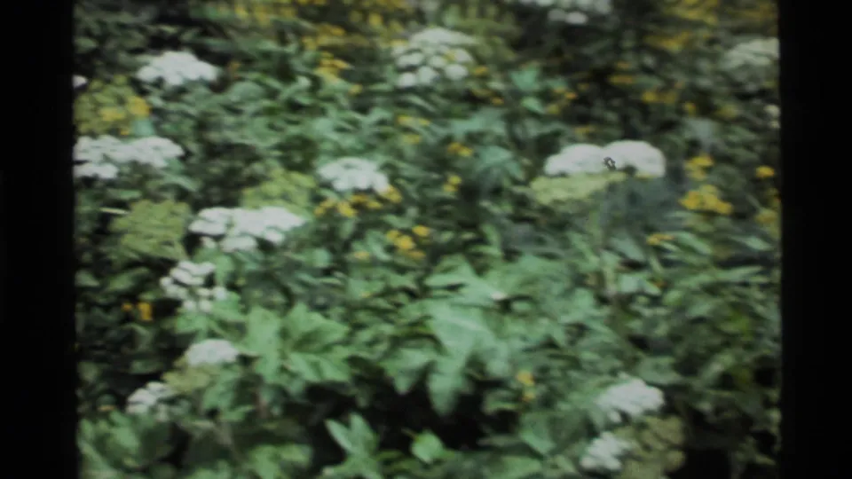 1972 Holland Lake, Montana 8mm frame showing a blurred pan across white blossoms, yellow flowers, and leafy meadow growth.