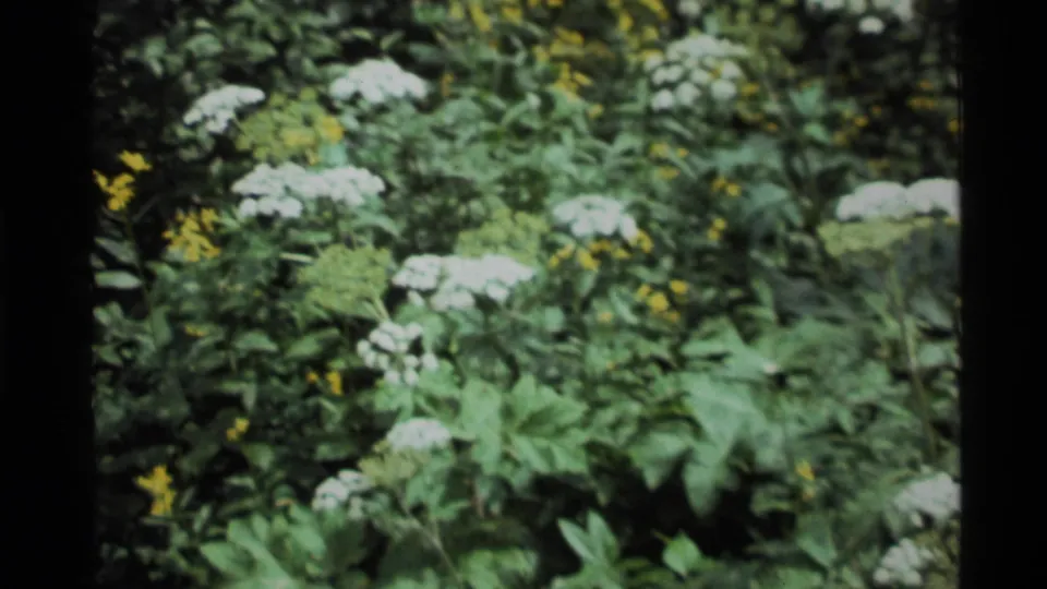 1972 Holland Lake, Montana 8mm frame with white flower clusters in front of thick green foliage and scattered yellow blooms.