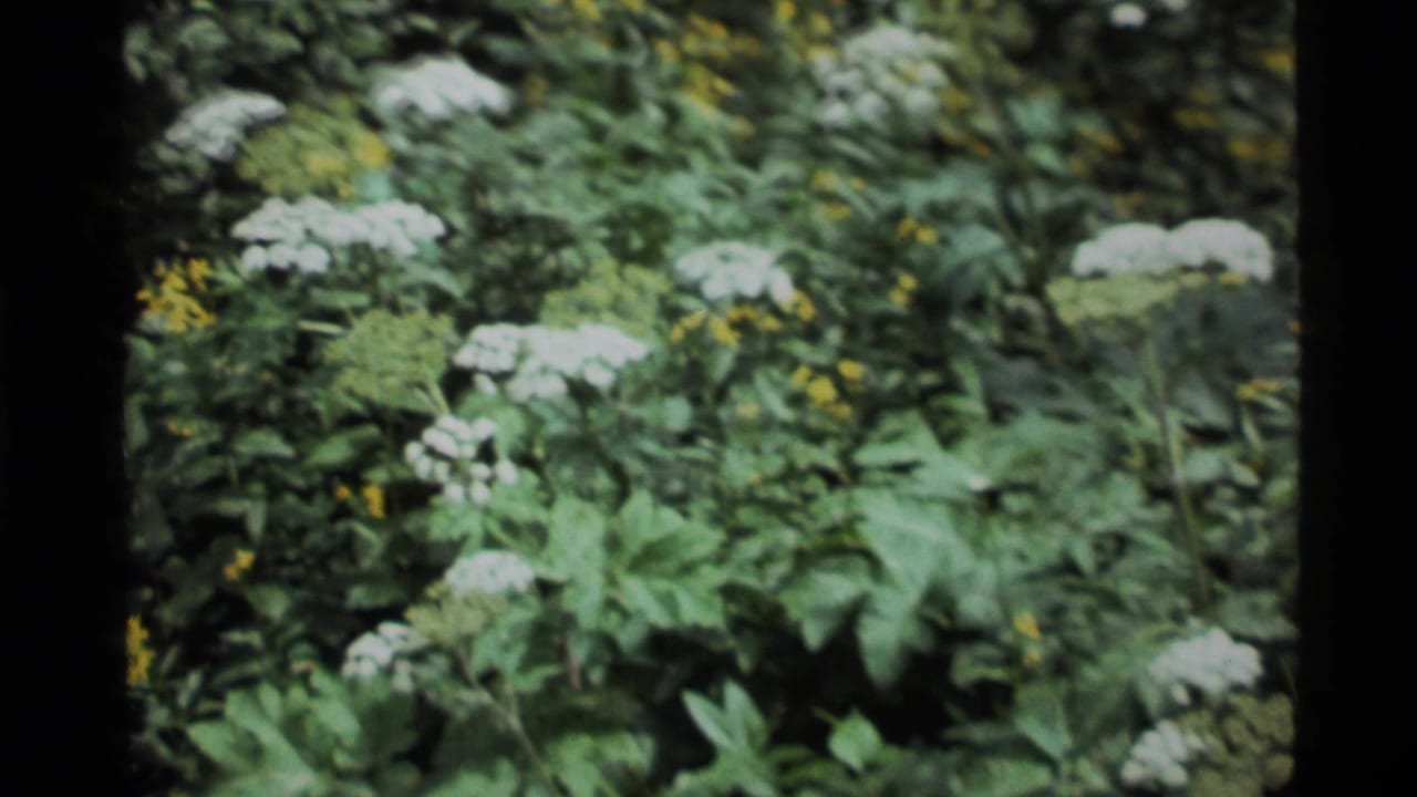 1972 8mm frame from Holland Lake, Montana, showing white wildflower clusters among green leaves in soft shade.