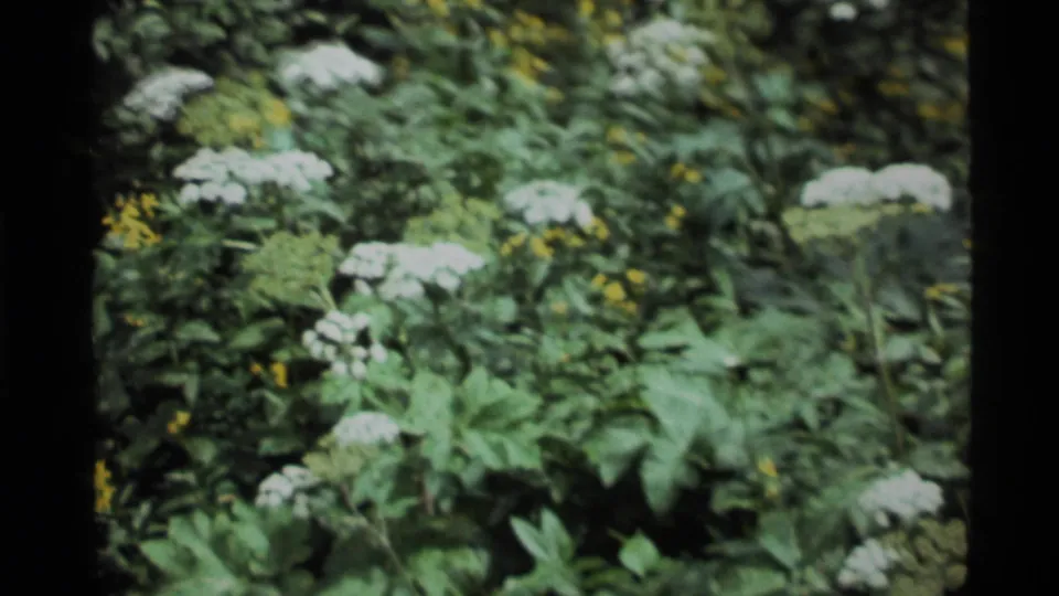 1972 8mm frame from Holland Lake, Montana, showing white wildflower clusters among green leaves in soft shade.