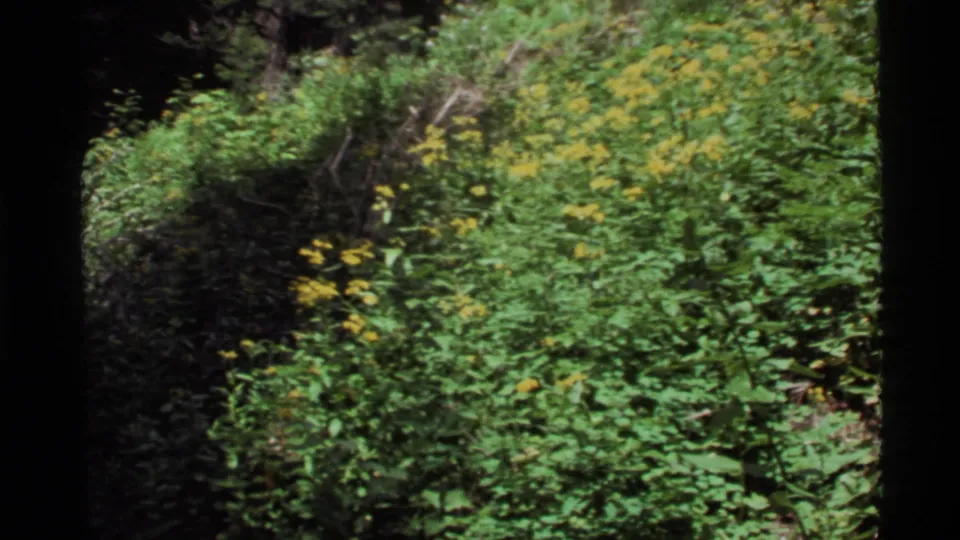 Holland Lake hillside vegetation with yellow wildflowers, dense leaves, and dark tree shade on 8mm film.
