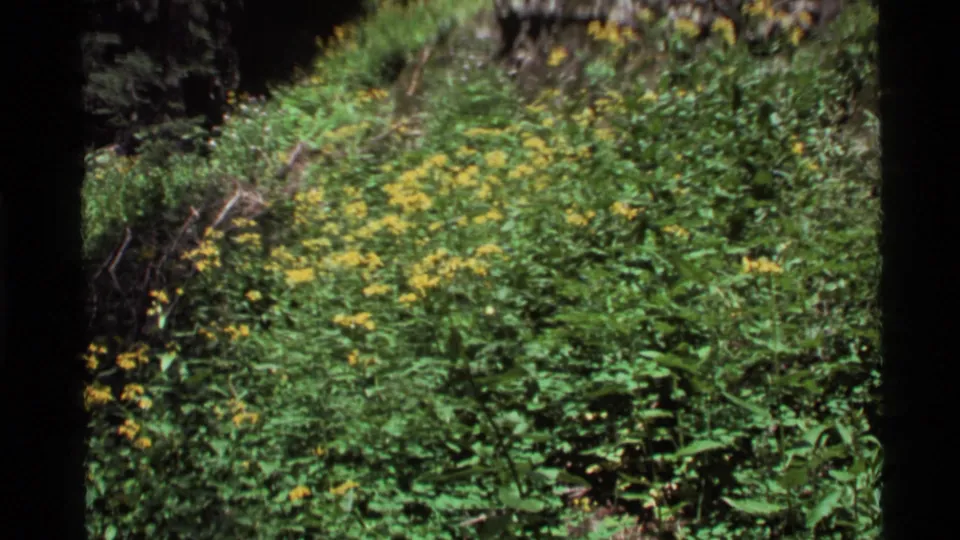 1972 Montana home-movie frame showing a hillside carpet of green plants and small yellow flowers.