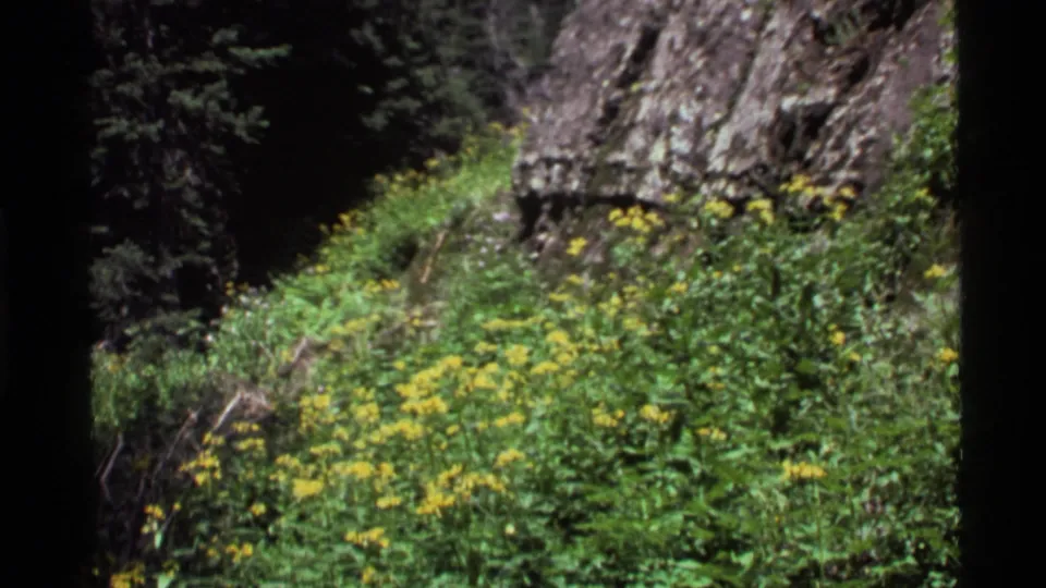 Holland Lake, Montana hillside with rock face, green foliage, and small yellow wildflowers in a 1972 8mm frame.