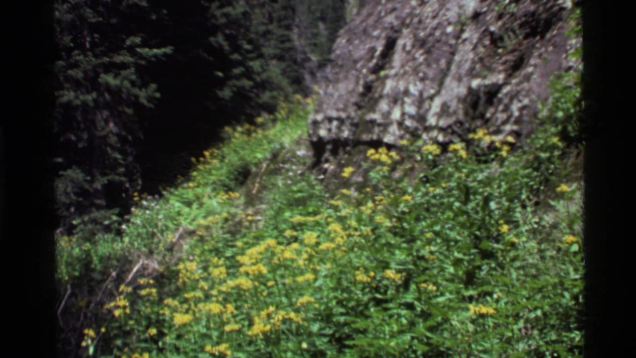 1972 Holland Lake, Montana 8mm frame showing yellow wildflowers and dense greenery below a rocky slope and evergreens.